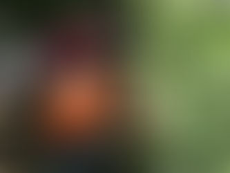 スナップえんどう採ったよ🍃