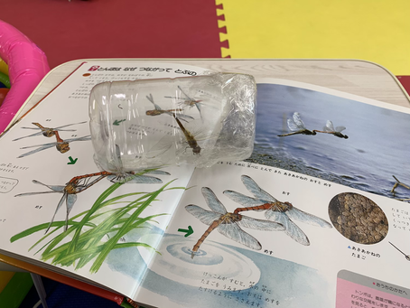 トンボが遊びに来てくれた?!🌞