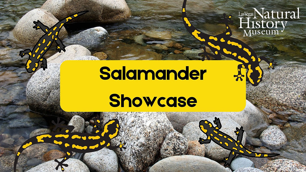 Salamander Showcase
