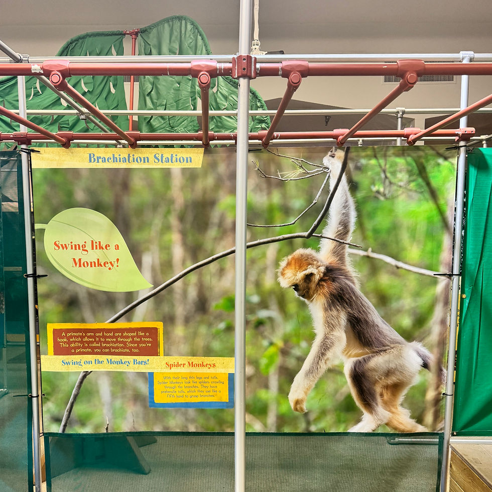 A set of monkey bars with a backdrop of a spider monkey swinging on tree branches.
