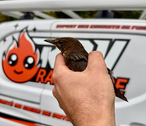 oiseau dans le conduit de cheminée ramonage urgent