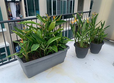 Untrimmed Heliconia