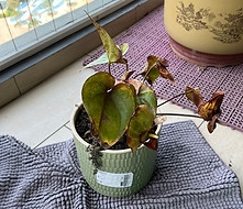 a yellowing plant with root rot