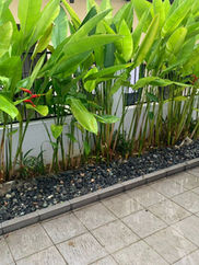 Heliconia: Tropical Elegance for Your Landed Property.