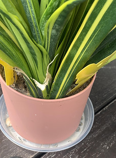 a pot of snake plant with uncut leaf cuting