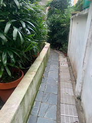 Neatly Trimmed Raphis Palm