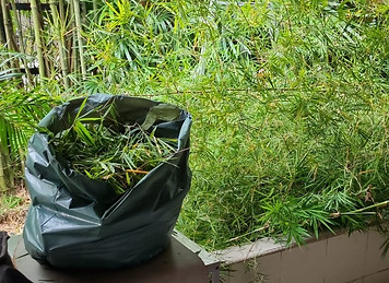 bamboo pruning in process.jpeg