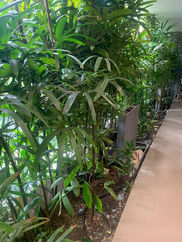 Elevate Your Home with the Elegance of a Raphis Palm.