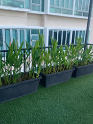 Expert Heliconia Trimming for Rooftop Gardens.