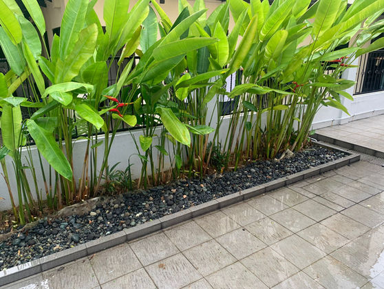 Neatly trimmed Heliconia in a planted box at a private property in Singapore. Done by LC plantworks.