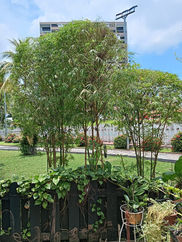 Expert Bamboo Trimming for a Tidy Outdoor Space.