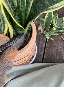 trimming a snake plant with a pen knife