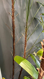Raphis palm with stubs after trimming