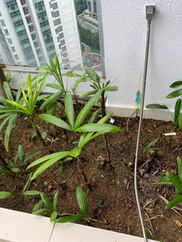 Revitalize Your Raphis Palm with Professional Trimming.