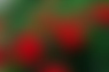 Daily Plant: Geranium