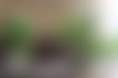 Daily Plant: Yucca Elephantipes