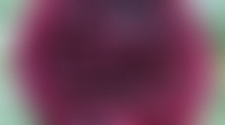 Daily Plant: Dahlias