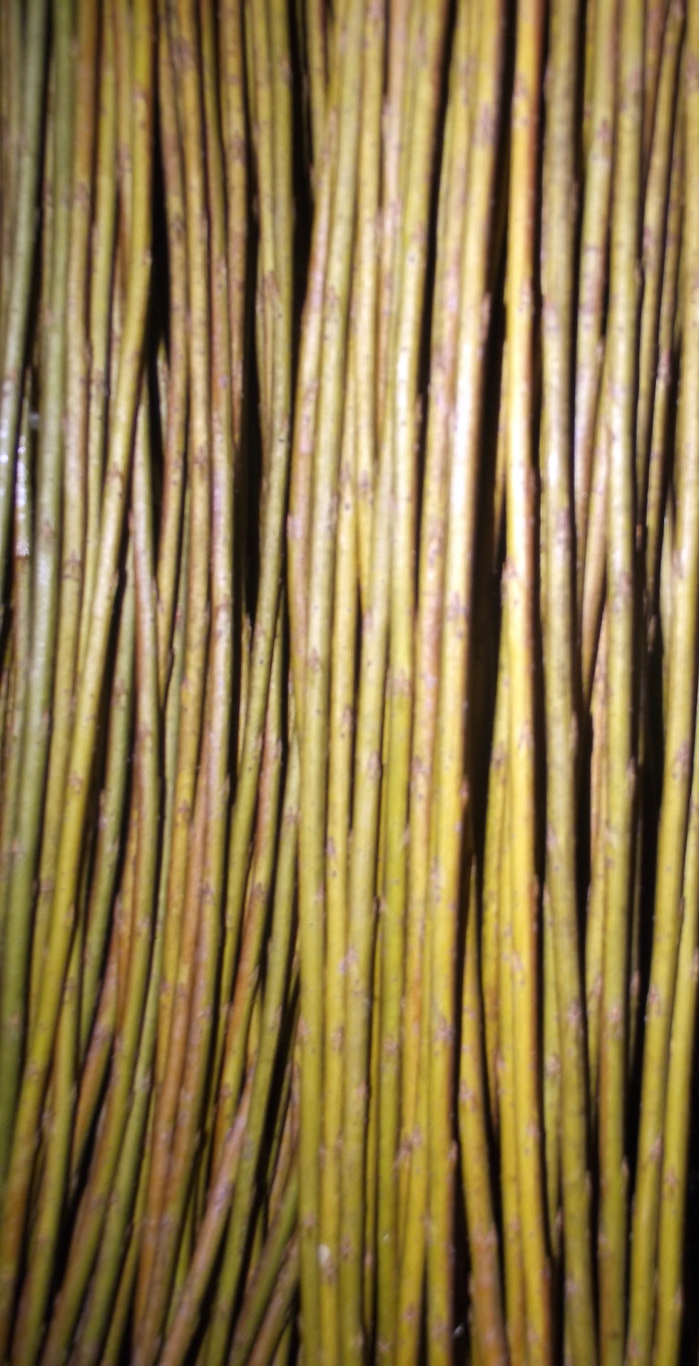 Miniature : Salix triandra X viminalis 'Bourdiala'