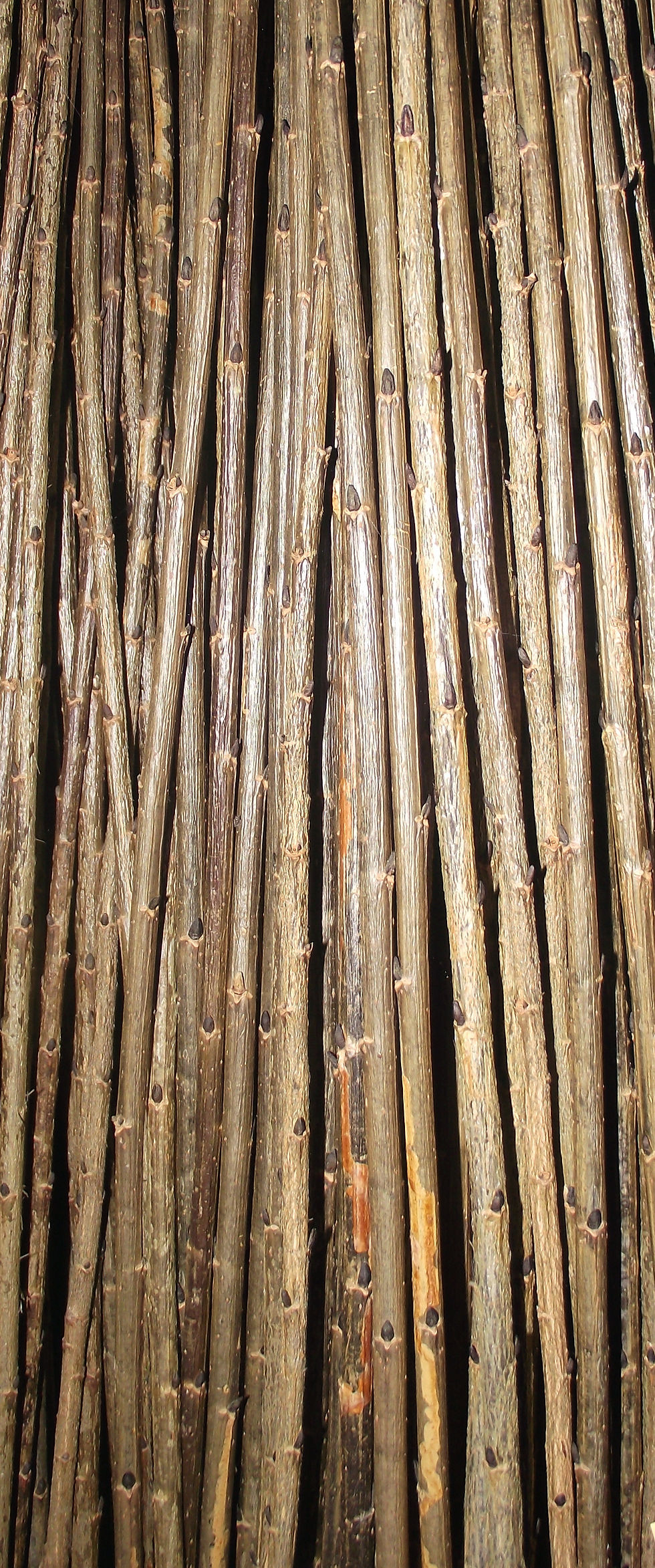 Miniature : Salix triandra 'Noir de Villaines'