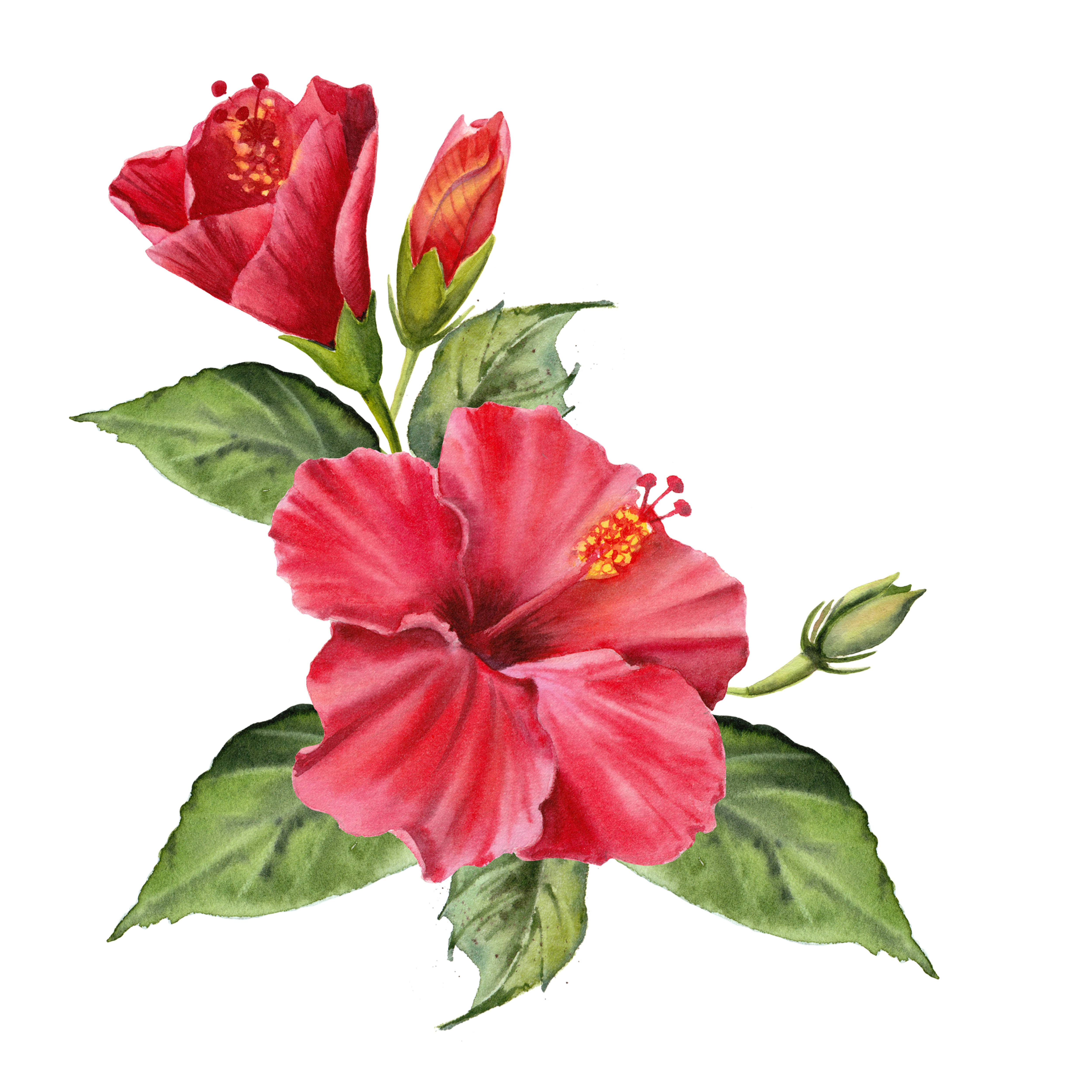 Fragrance naturelle | Hibiscus