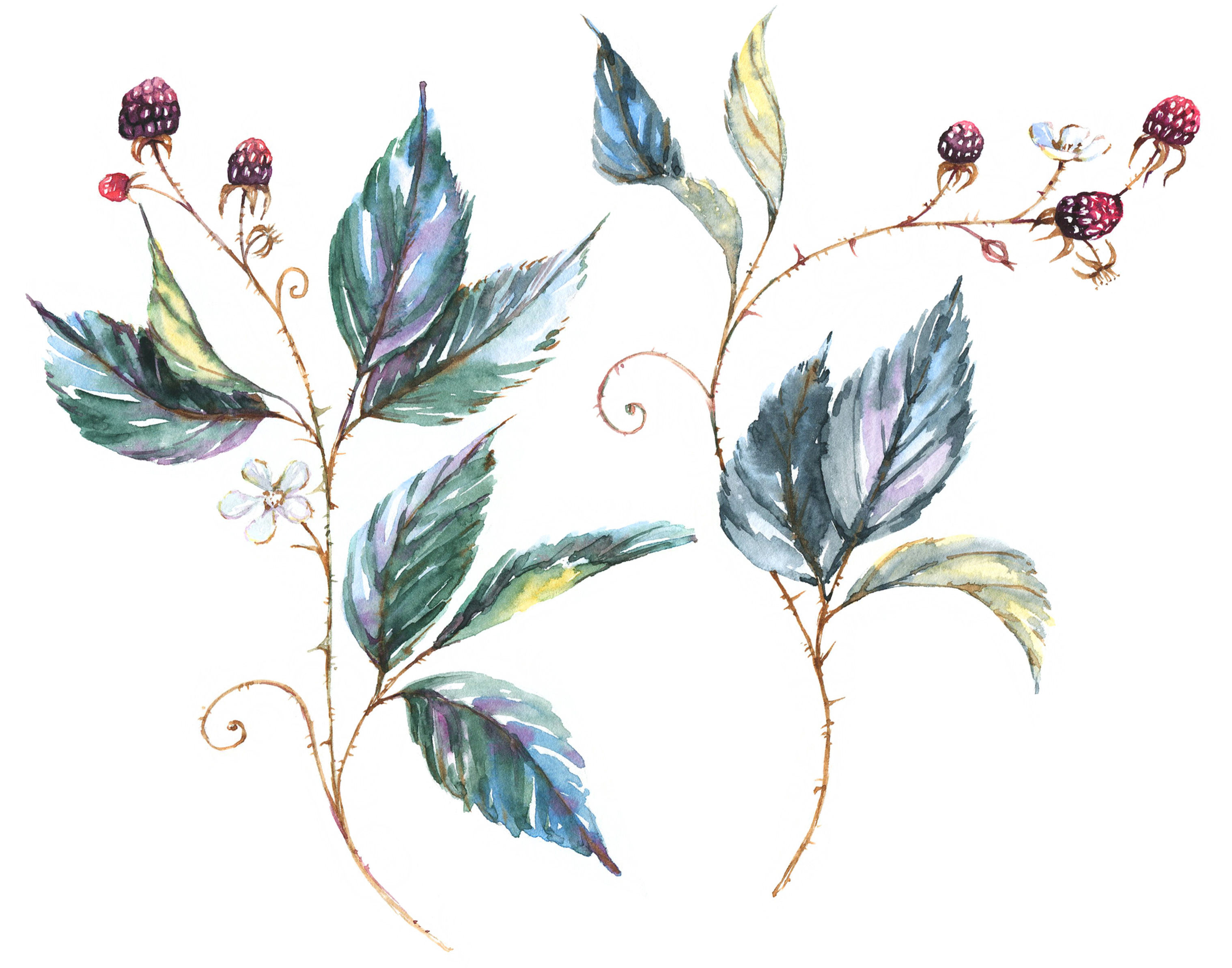 Fragrance naturelle | Framboises noires et vanile