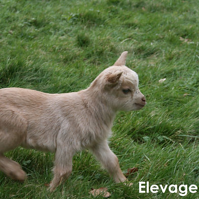 Chevrette beige rouan