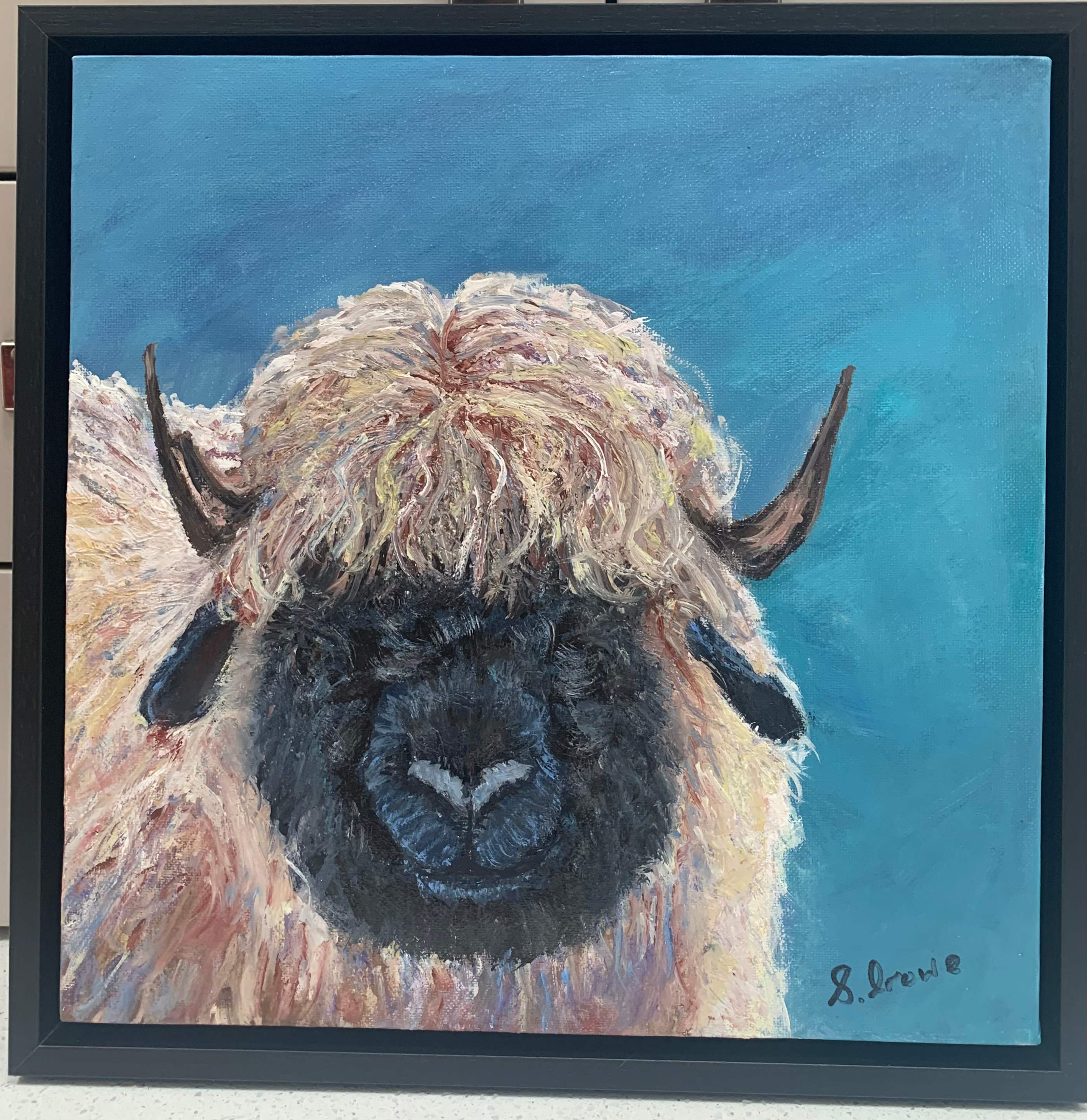 Valais Black nosed sheep 