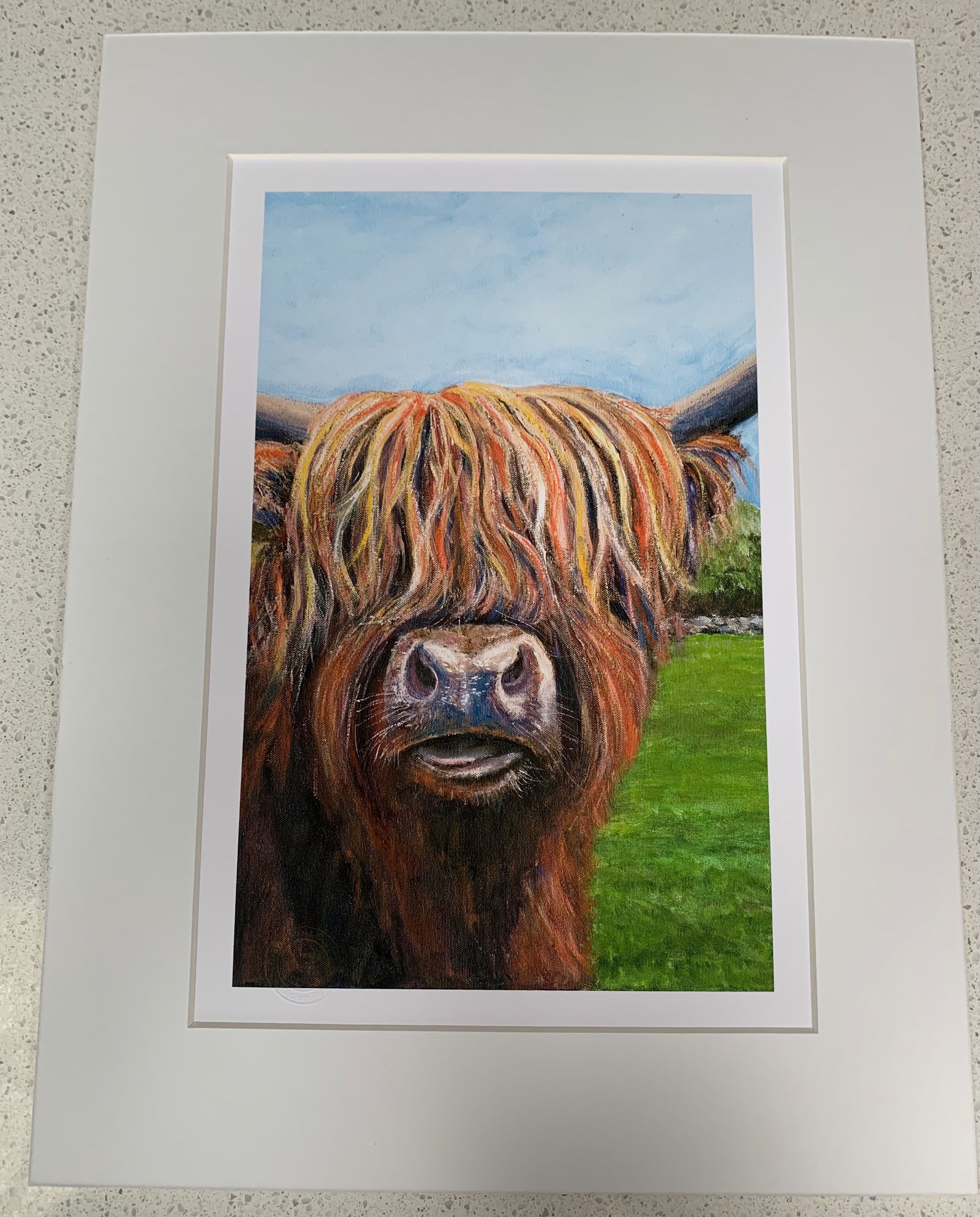 Highland Cow 1