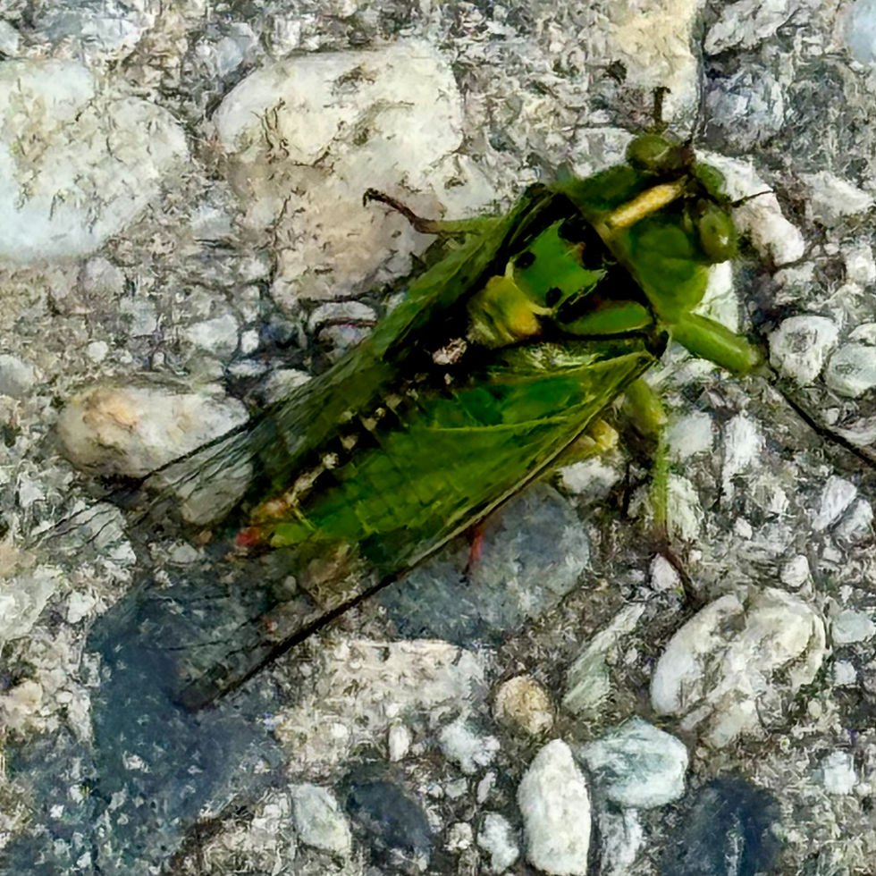 Kikihia sp. (New Zealand Cicada) Photo: New Zealand 2025