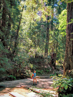 Fall Creek Hike, Felton, CA