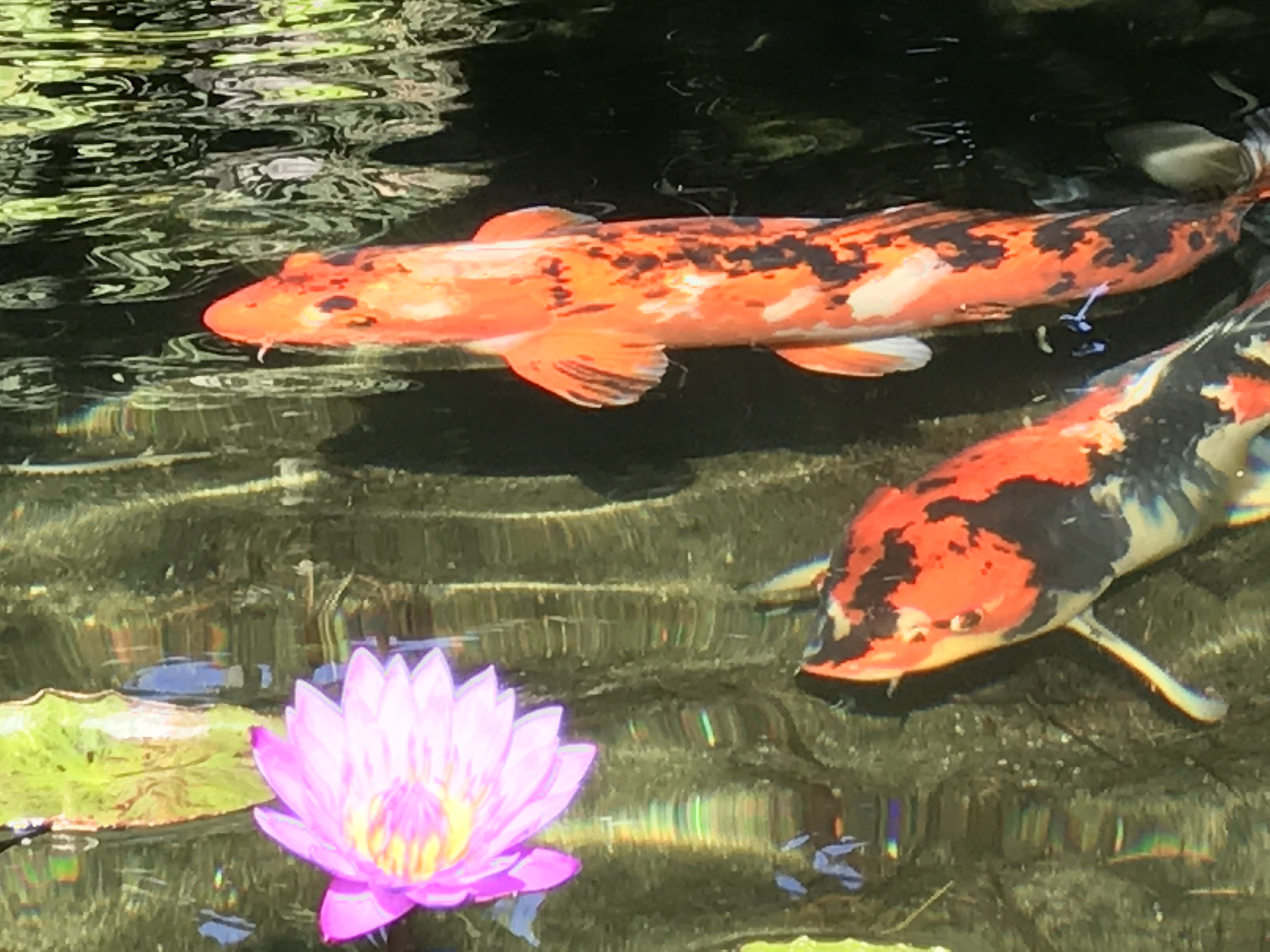 lotus and beauties