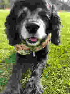Belle was a sweet dog. Peaceful Waters Aquamation had the honor providing after life services for this pet.