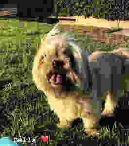 Honor your pet!
