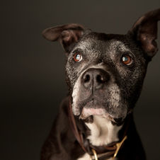 The Benefits of in Home Euthanasia for Your Pet