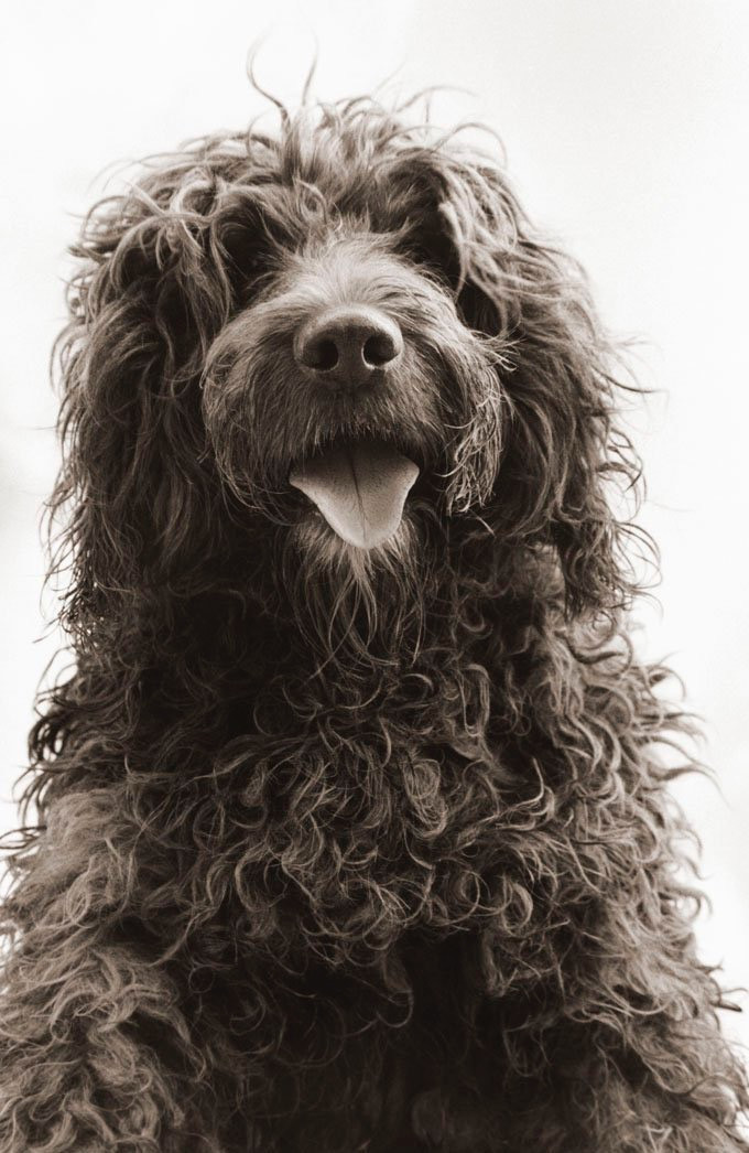 Peaceful Waters Aquamation provides pet aquamation (cremation) and aftercare.