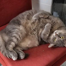 Lady Grey, a loving fur companion.