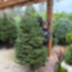 Laurel, showing the Noble Fir.