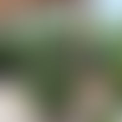 Your Guide to Choosing the Perfect Christmas Tree