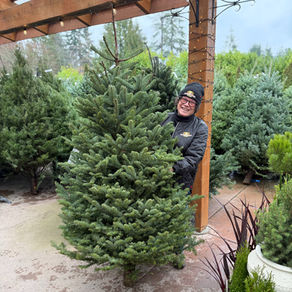 Your Guide to Choosing the Perfect Christmas Tree