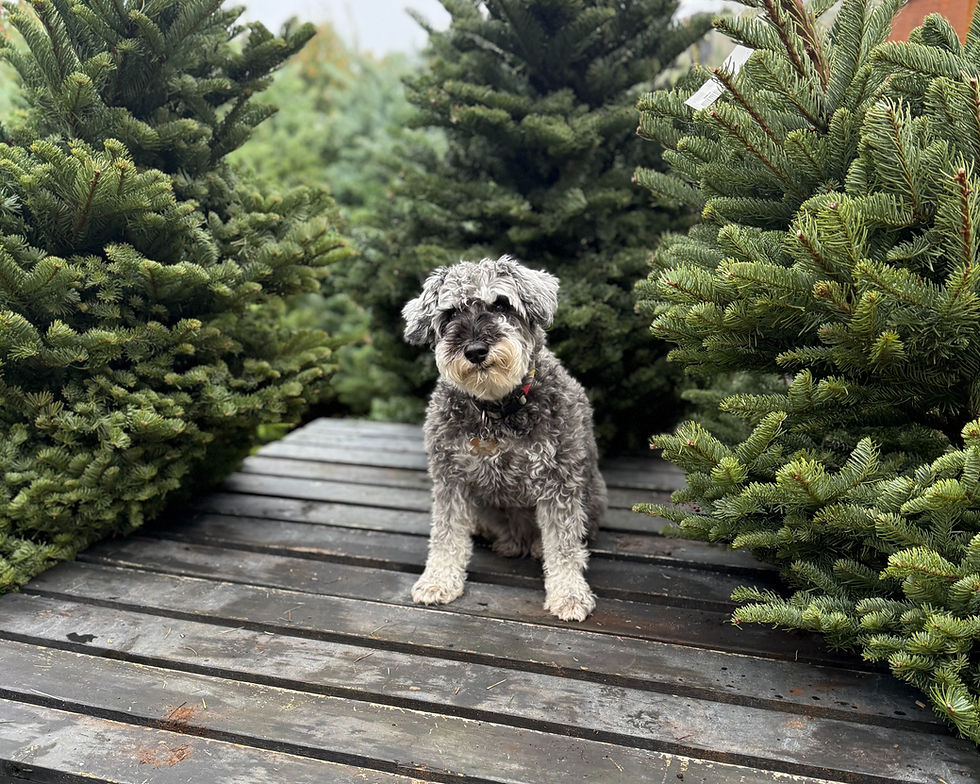 Our store dog, Kobe, amongst the Christmas trees.