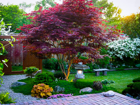 Unveiling the Enchantment: The Allure and Timeless Elegance of Japanese Maple Trees