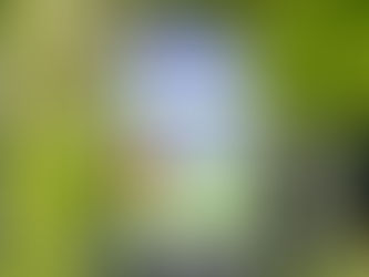 Give Your Plants a Mid-Season Boost with Fertilizer: Here's How