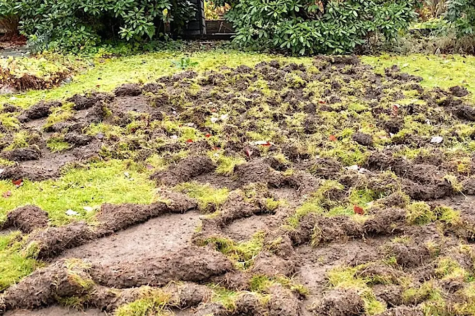 Lawn damage from animals digging up Chafer grubs.
