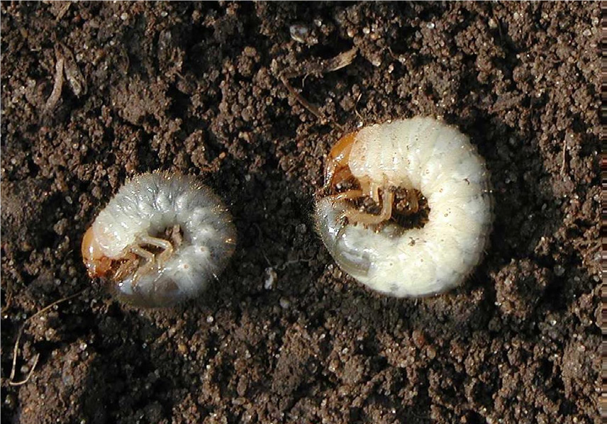 Grubs ie chafer beetle larvae.
