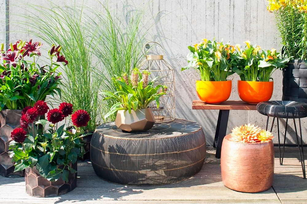 How to Grow Summer Bulbs in Containers