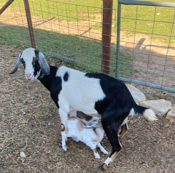 Aspen-F6 doe for Sale