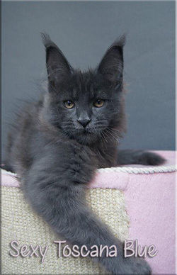 Langstteich's Sexy Toscana Blue