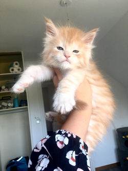 StellaNova's Pythagore