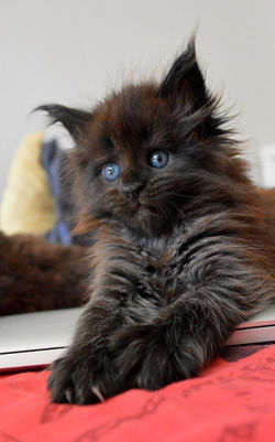 StellaNova's La Nébuleuse