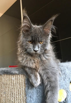 Langstteich's Sexy Toscana Blue